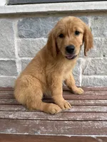 AKC Luna, a female Golden Retriever for sale in Wills Point, TX – 4 of 9