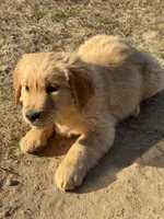 Phoebe, a female Golden Retriever for sale in Wills Point, TX – Photo 4 of 6