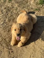 Phoebe, a female Golden Retriever for sale in Wills Point, TX – Photo 3 of 6