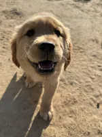 Phoebe, a female Golden Retriever for sale in Wills Point, TX – Photo 5 of 6
