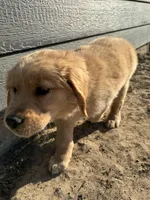 Phoebe, a female Golden Retriever for sale in Wills Point, TX – Photo 6 of 6