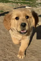 Phoebe, a female Golden Retriever for sale in Wills Point, TX – Photo 2 of 6