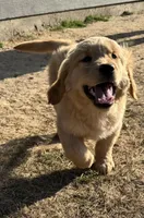 Phoebe, a female Golden Retriever for sale in Wills Point, TX – Photo 1 of 6