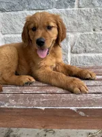 AKC Nova, a female Golden Retriever for sale in Wills Point, TX – 1 of 3