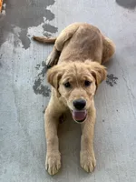 AKC Luna, a female Golden Retriever for sale in Wills Point, TX – 7 of 9