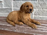 AKC Nova, a female Golden Retriever for sale in Wills Point, TX – 3 of 3