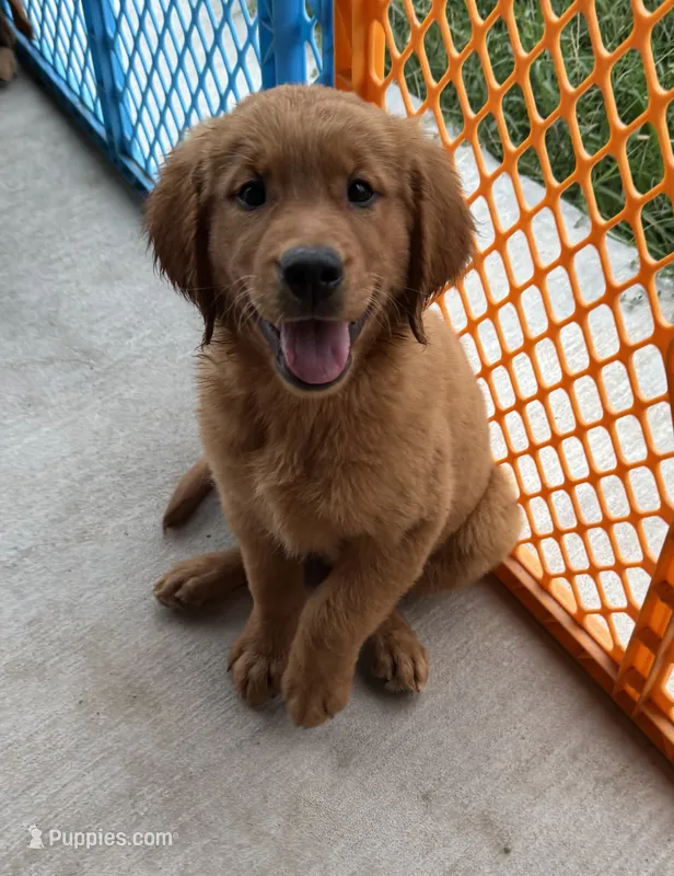 AKC Stella – Golden Retriever puppy for sale in Wills Point, TX