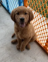 AKC Stella, a female Golden Retriever for sale in Wills Point, TX – 1 of 2