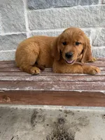 AKC Skye, a female Golden Retriever for sale in Wills Point, TX – 5 of 5