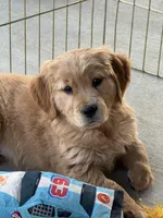 Stella, a female Golden Retriever for sale in Wills Point, TX – Photo 1 of 9