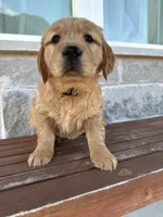 Stella, a female Golden Retriever for sale in Wills Point, TX – Photo 2 of 9