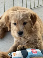 Stella, a female Golden Retriever for sale in Wills Point, TX – Photo 6 of 9