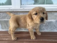 Stella, a female Golden Retriever for sale in Wills Point, TX – Photo 4 of 9