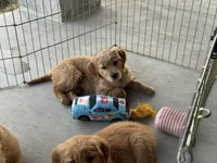 Stella, a female Golden Retriever for sale in Wills Point, TX – Photo 9 of 9