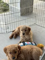 Stella, a female Golden Retriever for sale in Wills Point, TX – Photo 7 of 9