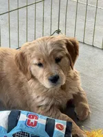 Stella, a female Golden Retriever for sale in Wills Point, TX – Photo 8 of 9