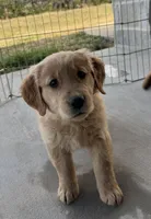 Luna, a female Golden Retriever for sale in Wills Point, TX – Photo 4 of 8