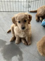 Luna, a female Golden Retriever for sale in Wills Point, TX – Photo 5 of 8