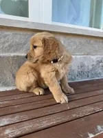 Luna, a female Golden Retriever for sale in Wills Point, TX – Photo 2 of 8