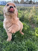 Luna, a female Golden Retriever for sale in Wills Point, TX – Photo 8 of 8