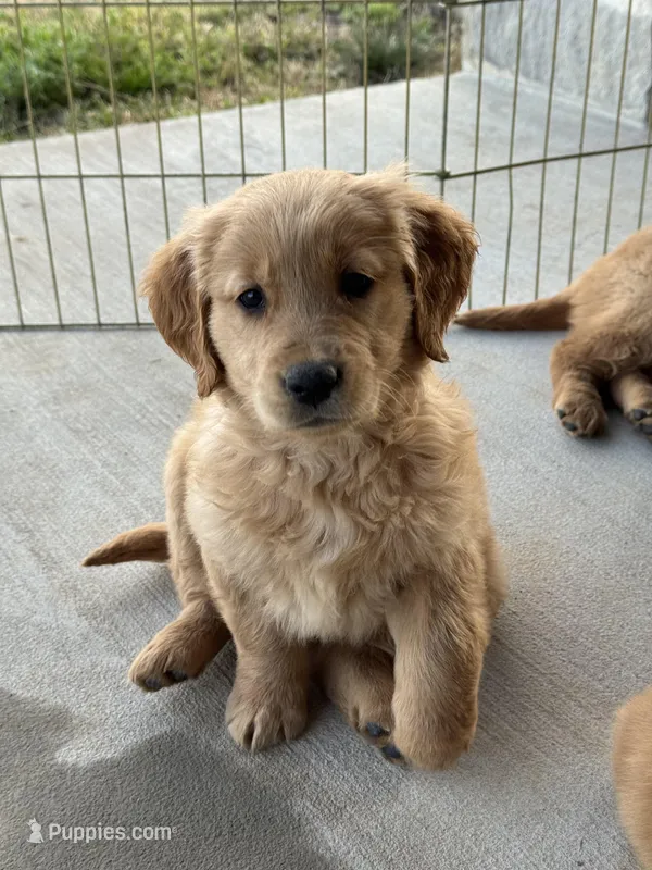 Luna, a female Golden Retriever for sale in Wills Point, TX – Photo 1 of 8
