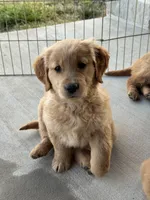 Luna, a female Golden Retriever for sale in Wills Point, TX – Photo 1 of 8