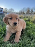 Luna, a female Golden Retriever for sale in Wills Point, TX – Photo 7 of 8