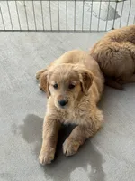 Luna, a female Golden Retriever for sale in Wills Point, TX – Photo 6 of 8