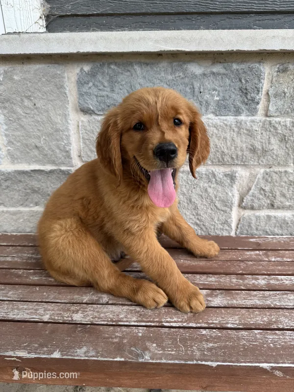 AKC Leo – Golden Retriever puppy for sale in Wills Point, TX