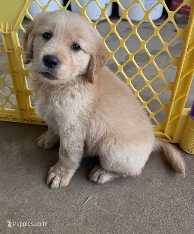 AKC Orion – Golden Retriever puppy for sale in Wills Point, TX
