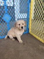 AKC Orion, a male Golden Retriever for sale in Wills Point, TX – 2 of 2