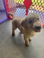 AKC Aurora, a female Golden Retriever for sale in Wills Point, TX – 2 of 2