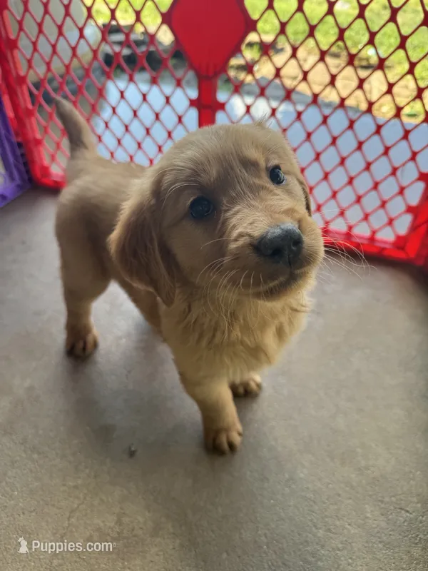AKC Aurora – Golden Retriever puppy for sale in Wills Point, TX
