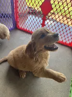 AKC Leo, a male Golden Retriever for sale in Wills Point, TX – 3 of 3