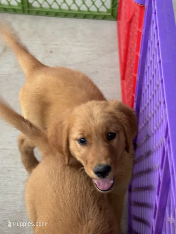 AKC Aurora – Golden Retriever puppy for sale in Wills Point, TX