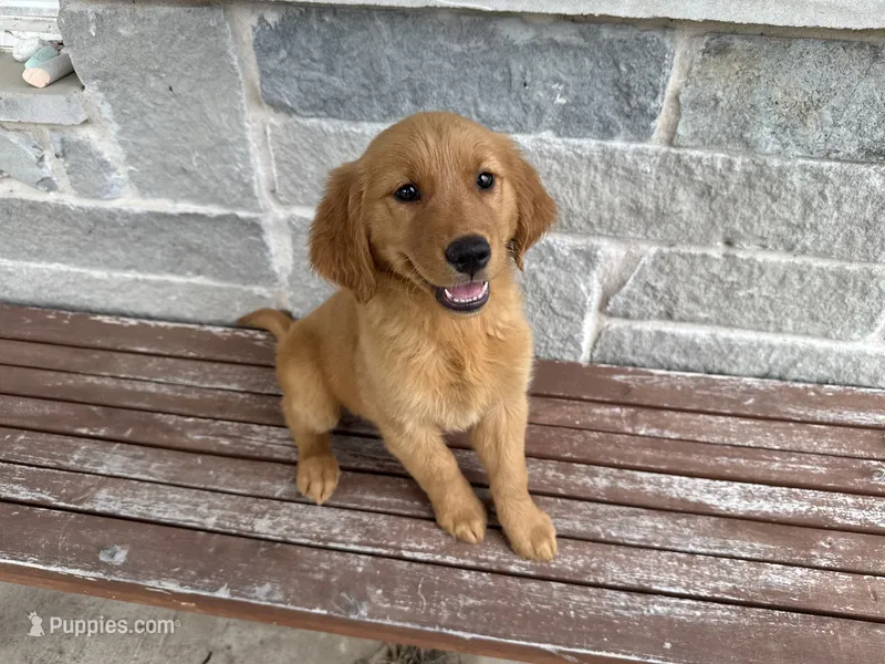 AKC Aurora – Golden Retriever puppy for sale in Wills Point, TX