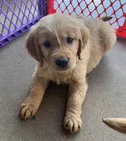 AKC Leo, a male Golden Retriever for sale in Wills Point, TX – 2 of 3