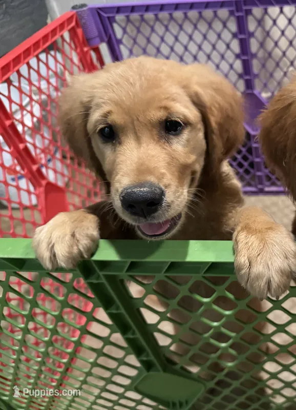 AKC Luna – Golden Retriever puppy for sale in Wills Point, TX