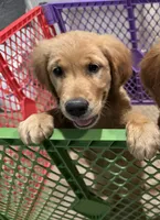 AKC Luna, a female Golden Retriever for sale in Wills Point, TX – 2 of 9