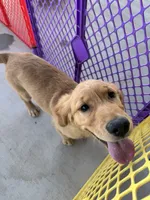 AKC Luna, a female Golden Retriever for sale in Wills Point, TX – 6 of 9