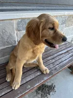 AKC Luna, a female Golden Retriever for sale in Wills Point, TX – 8 of 9