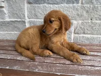 AKC Nova, a female Golden Retriever for sale in Wills Point, TX – 2 of 3