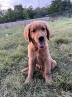 Cosmo, a male Golden Retriever for sale in Wills Point, TX – Photo 5 of 8