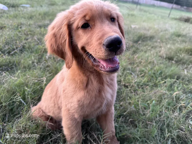 Cosmo, a male Golden Retriever for sale in Wills Point, TX – Photo 1 of 8