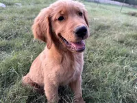 Cosmo, a male Golden Retriever for sale in Wills Point, TX – Photo 1 of 8