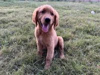 Cosmo, a male Golden Retriever for sale in Wills Point, TX – Photo 7 of 8