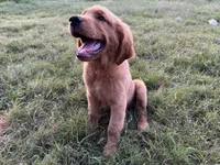 Cosmo, a male Golden Retriever for sale in Wills Point, TX – Photo 6 of 8