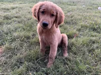 Cosmo, a male Golden Retriever for sale in Wills Point, TX – Photo 8 of 8