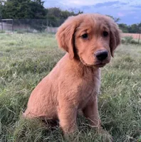 Cosmo, a male Golden Retriever for sale in Wills Point, TX – Photo 4 of 8