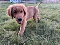 Cosmo, a male Golden Retriever for sale in Wills Point, TX – Photo 2 of 8
